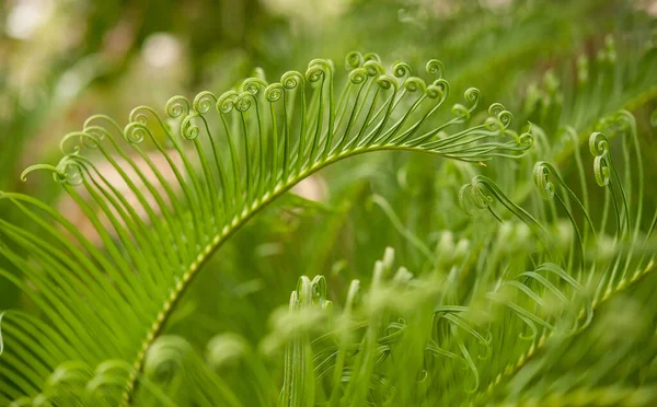 Macro Disparo Helechos Verdes Jóvenes — Foto de Stock