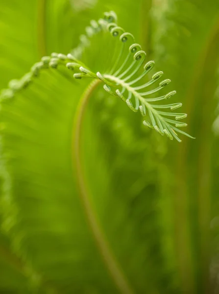 Macro Disparo Helechos Verdes Jóvenes — Foto de Stock