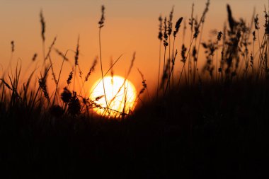 Muhteşem bir yaz günbatımının önünde çimen silueti .