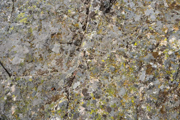 Líquen Verde Marrom Pedra — Fotografia de Stock
