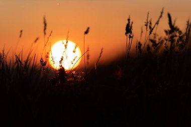Muhteşem bir yaz günbatımının önünde çimen silueti 
