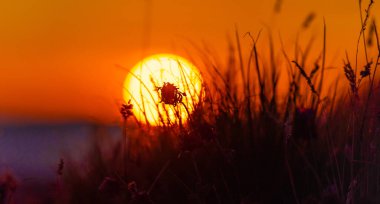 Çilek yoncası silueti Muhteşem bir yaz günbatımının önünde