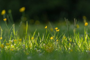 Bir tarlada sarı çiçekler