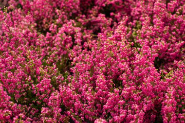 Erica Gracilis, Heather olarak da bilinir.