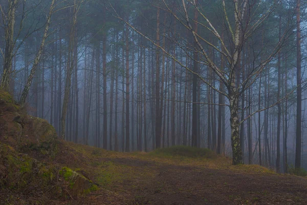 Niebla Bosque Otoño —  Fotos de Stock