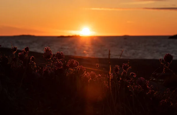 Silhueta Trevo Morango Frente Pôr Sol Verão Magnífico — Fotografia de Stock