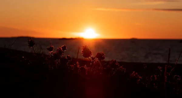 Silhueta Trevo Morango Frente Pôr Sol Verão Magnífico — Fotografia de Stock