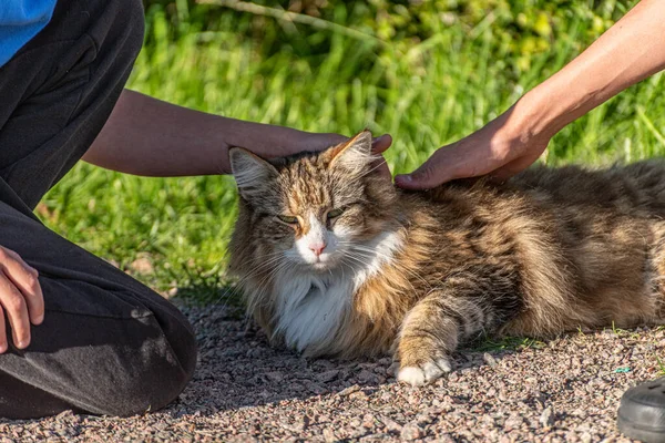 Gato Floresta Norueguesa Deitado Chão Sendo Acariciado Por Duas Crianças — Fotografia de Stock