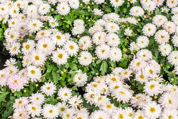 Vit Och Rosa Krysantemum Morifolium — Stockfoto