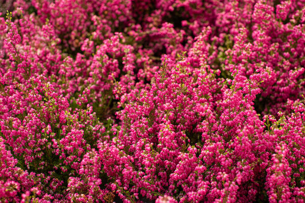 Erica Gracilis also known as heather
