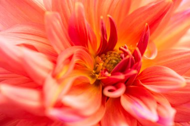 Dahlia korallong lut 'un çiçeği.