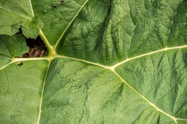 Brezilya devi ravent yaprakları, topçu manikürü. .