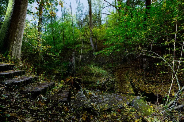 Passos Pequeno Caminho Floresta — Fotografia de Stock