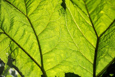 Brezilya devi ravent yaprakları, topçu manikürü. .