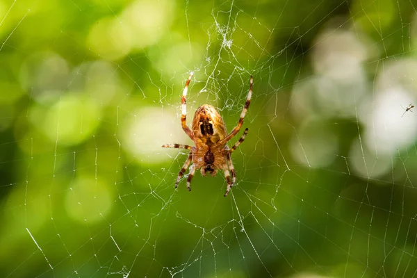 European Garden Spider Araneus Diadematus Its Web — Stock Photo, Image