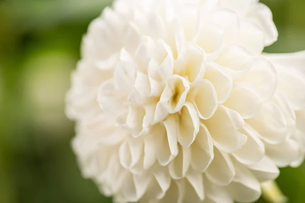 Flower White Dalia — Stock Photo, Image