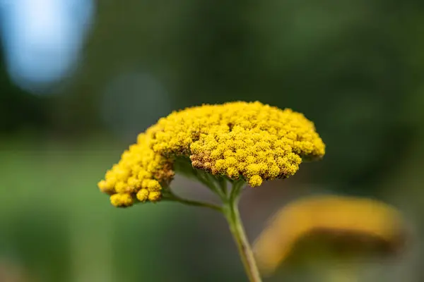 Kwiaty Achillea Filipendulina Odmiana Parkiera — Zdjęcie stockowe