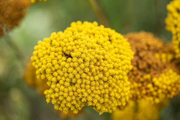 Kwiaty Achillea Filipendulina Odmiana Parkiera — Zdjęcie stockowe