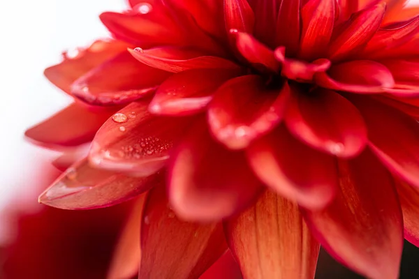 Flor Una Dalia Roja — Foto de Stock