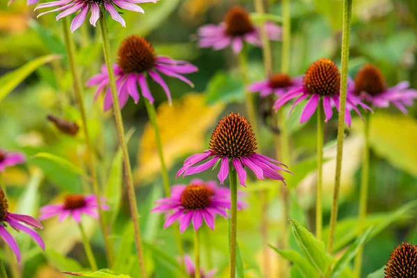 Flower Echinacea Purpurea Purple Coneflower — Stock Photo, Image