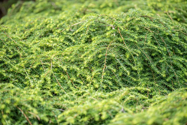 Tsuga kanadensis Kanada baldıranı olarak da bilinir..