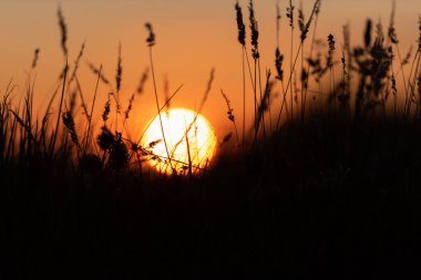Muhteşem bir yaz günbatımının önünde çimen silueti .