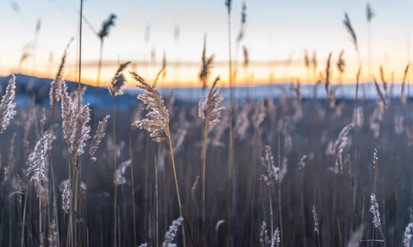 Kalla Rör Vid Solnedgången Vintern — Stockfoto