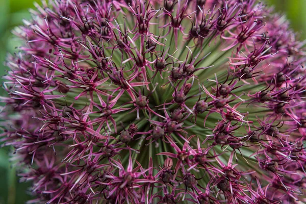 Blume Aus Allium Einem Park — Stockfoto