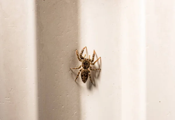 Pequeña Araña Esquina Una Habitación — Foto de Stock