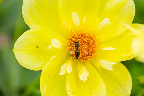 Blume Einer Dahlie Clair Lune — Stockfoto