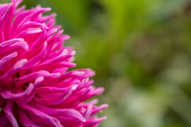 Dahlia Jayne 'in Çiçeği.