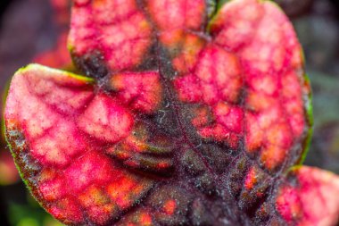 Isırgan otu yaprağının detayları, Plectranthus scutellarioides.