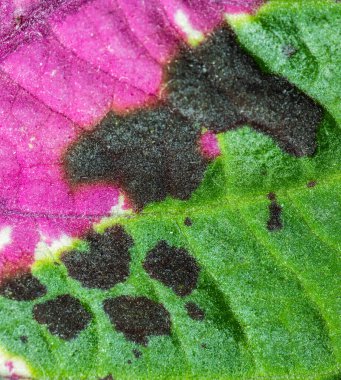 Isırgan otu yaprağının detayları, Plectranthus scutellarioides.