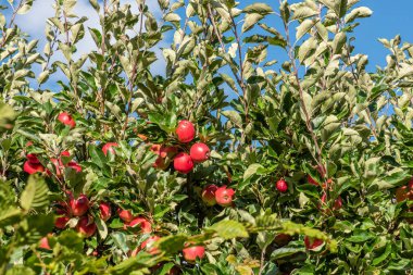 Ağaçtaki olgun kırmızı elmalar.