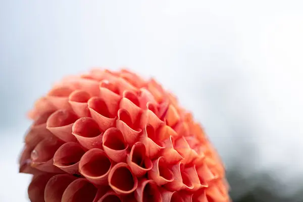 Flor Una Dalia Roja — Foto de Stock