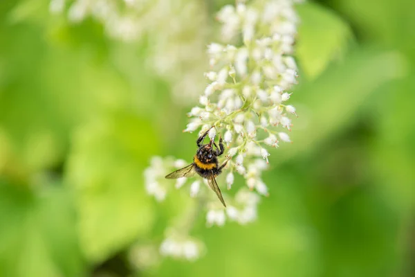 Ett Som Samlar Nektar Liten Vit Blomma — Stockfoto