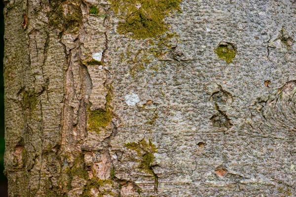 Kůra Jedle Nikko Abies Homolepis — Stock fotografie