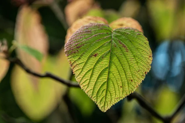 Зелене Листя Дереві Осінню — стокове фото