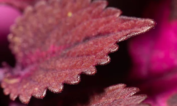 Detalles Una Hoja Una Ortiga Pintada Plectranthus Scutellarioides — Foto de Stock