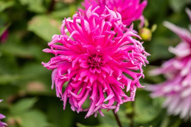Dahlia Jayne 'in Çiçeği.