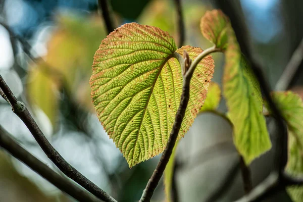 Зелене Листя Дереві Осінню — стокове фото