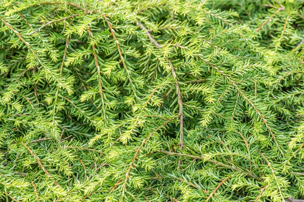 Tsuga Canadensis Also Known Canadian Hemlock — Stock Photo, Image