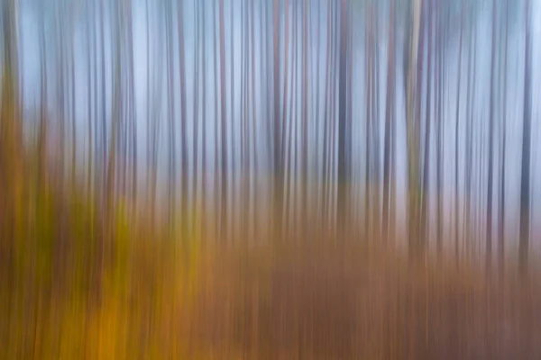 Творческий Образ Деревьев Лесу — стоковое фото