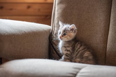 Kutten yumuşak bir sandalyede oturuyor.