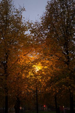 Parkta sarı sonbahar yapraklarını aydınlatan sokak lambası