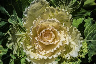 Dekoratif beyaz lahana yapraklarının yakın çekimi.