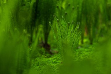 Yeşil orman bitki örtüsüne odaklanmış eğrelti otu.