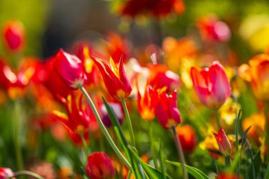 Pembe ve turuncu laleler gün ışığında parlıyor.