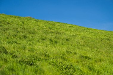 Parlak mavi gökyüzüne karşı güneşli çimenli yamaç