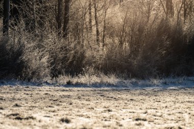 Ormanda donmuş ağaçlar ve çalılar